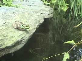 Rachel Harrison-Frog still-