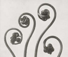 Karl Blossfeldt