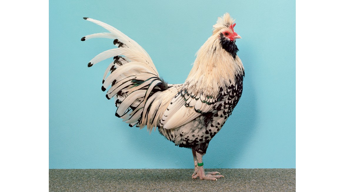 rooster,-1170--x655