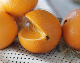 1430-1209-ScandiPhoto