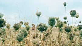 Barrada_yto_snail-(4)